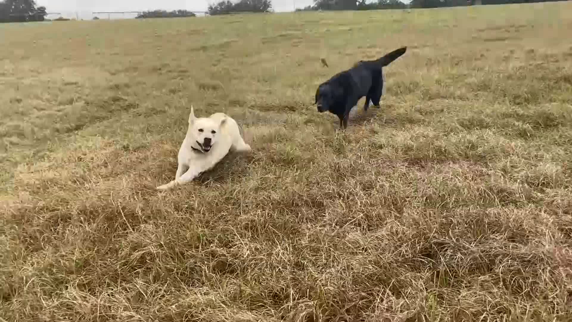 YLR-EmlinBeatsCopper